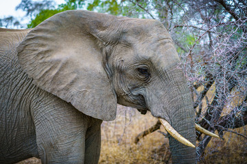 elephant in kruger national park, mpumalanga, south africa 40