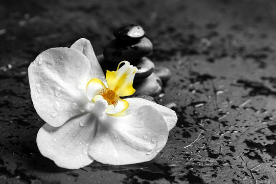 Pebbles and white yellow flower on black background. Spa stones and orchid with water drops