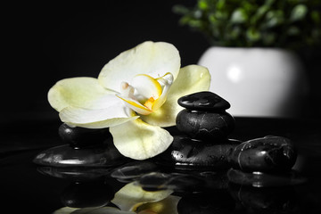 Fototapeta na wymiar Pebbles and white yellow flower on black background. Smooth spa stones and orchid in water