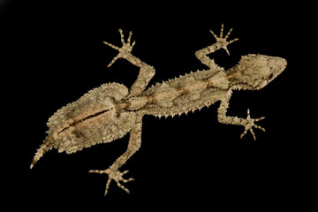 northern leaf-tailed gecko (Saltuarius cornutus)