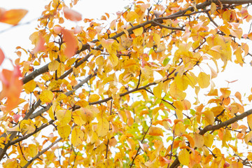 Autumn tree with yellow leaves in cloudy weather