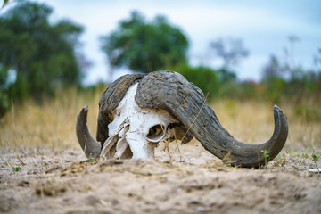 skull of african buffalo in kruger national park, mpumalanga, south africa 5