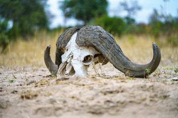 skull of african buffalo in kruger national park, mpumalanga, south africa 2