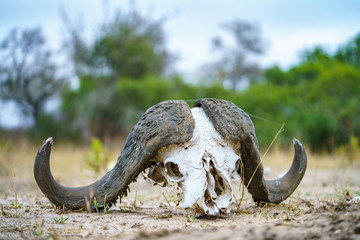 Obraz premium skull of african buffalo in kruger national park, mpumalanga, south africa 8
