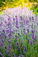 Obraz premium landscape with lavender fields