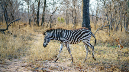 Fototapeta na wymiar zebras in kruger national park, mpumalanga, south africa 10
