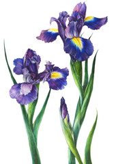 Watercolor hand-drawn irises isolated on white background. Botanical illustration