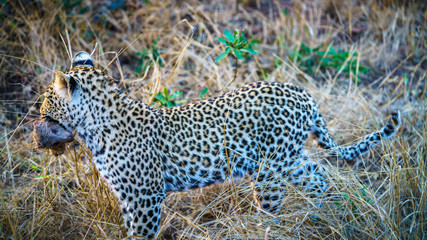 leopard with a mongoose as his prey in kruger national park, mpumalanga, south africa 1