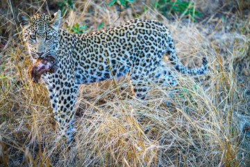 leopard with a mongoose as his prey in kruger national park, mpumalanga, south africa 7
