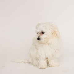 Maltese puppy