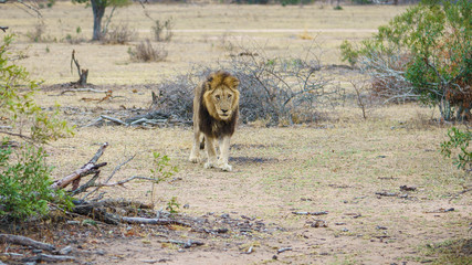 male lion in kruger national park, mpumalanga, south africa 7