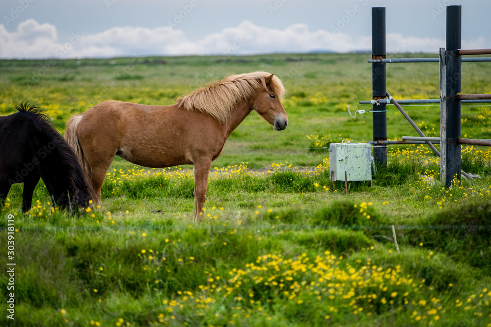 Wall mural iceland horses