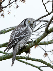 Northern Hawk Owl (Surnia ulula)
