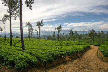 Obraz premium Beautiful landscape of Sri Lanka