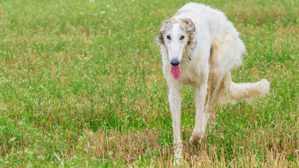 White Russian Hunting, Russkaya Psovaya Borzaya, on a walk in the field. Greyhound.
