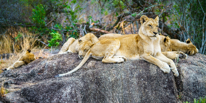 lions posing on a rock in kruger national park, mpumalanga, south africa 88