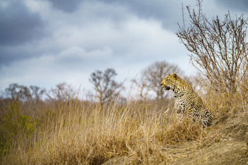 leopard in kruger national park, mpumalanga, south africa 42