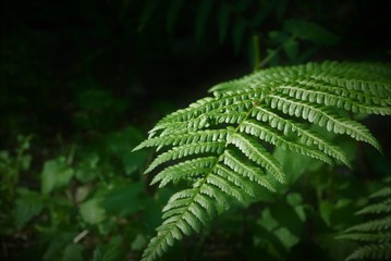 Fototapeta na wymiar leaf of fern on the background of the forest