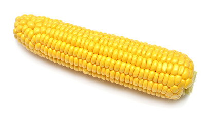 One corn isolated on white background. Top view, flat lay