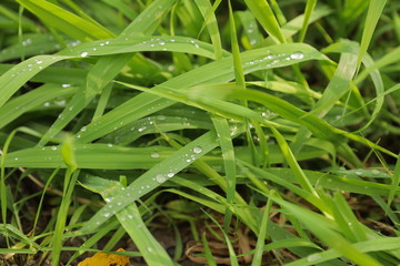 Close up green grass with water drops, background