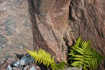 green plants growing on stones