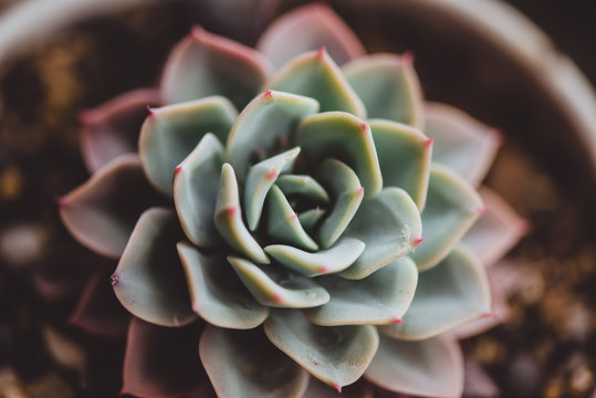PLANTA