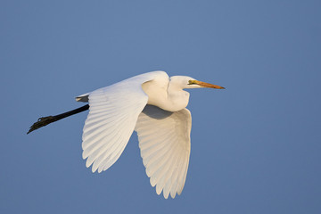 Fototapeta na wymiar Great egret (Ardea alba)