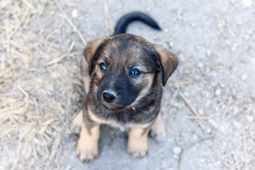 A small cute puppy plaintively looks up. Small pet-the concept of stray dogs.