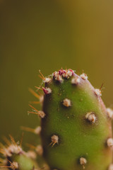 CACTUS