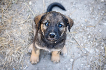 A small cute puppy plaintively looks up. Small pet-the concept of stray dogs.