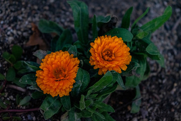 Flor Naranja
