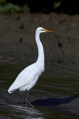 Great egret (Ardea alba)