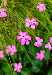 Fototapeta na wymiar Dianthus nitidus (Carpathian glossy pink) - Blooming pink flower in the wild.
