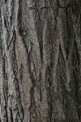 Sophora japonica tree. Bark of tree. Tree trunk. Acacia. Natural Background.