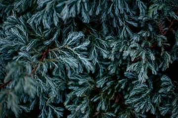 Conifer. Defocused green background. Close-up, copy space.