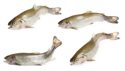 Set of fresh cutthroat trout fish on white background