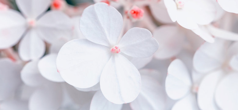 White hydrangea flowers panoramic border, banner, wedding romantic background. Flat lay. © Olga Ionina
