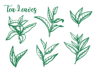 Green tea leaf vector sketch, tea package design