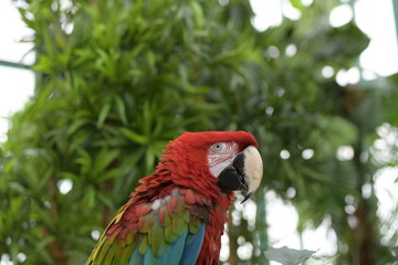 Large rare macaw parrot with red plumage and folded crest in a tropical greenhouse