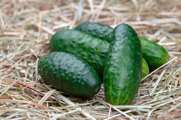 Organic cucumbers lie on the hay.