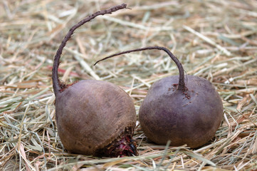 Two organic beets in the hay.