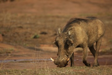 The common warthog (Phacochoerus africanus) going to the waterhole in evening sun.