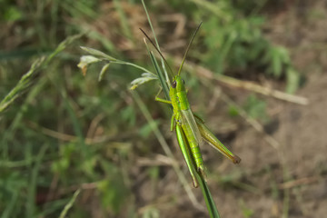 Grasshopper (Chrysochraon dispar) male - 303921532