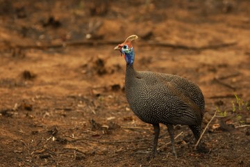 The helmeted guineafowl (Numida meleagris) in a dry savanna of south Africa.