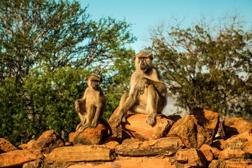 A small flock of wild  vervet monkeys sits on large stones in Tsavo National Park in Kenya at sunset. Baboons flock close up.Eyes to eyes.
