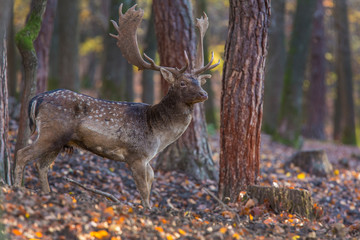 Fallow deer, Dama dama