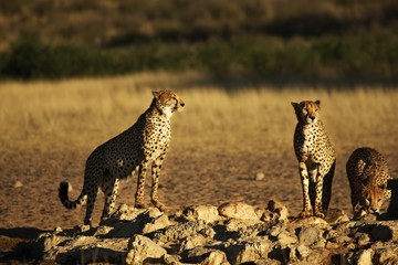 Three Cheetahs brothers (Acinonyx jubatus) in Kalahari desert close to waterhole.