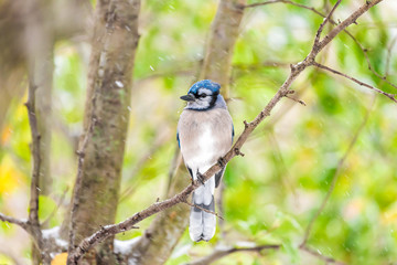 Closeup of blue jay Cyanocitta cristata one bird perched on tree branch during snowing winter snow weather in Virginia snowflakes falling