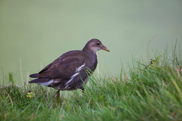 Young common moorhen, swamp chicken (Gallinula chloropus)