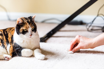 Calico cat guilty face funny humor on carpet inside indoor house home with hairball vomit stain and woman owner cleaning rubbing paper towel on floor - obrazy, fototapety, plakaty